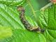 Drepanidae_Thyatira_batis_larva_Rubus_spp.jpg