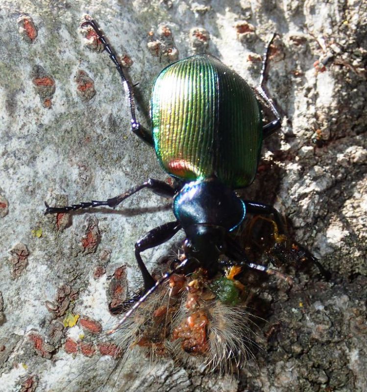 Calosoma e Lymantria.jpg