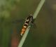 IMG_1823_HoverFly (2)_sm.JPG