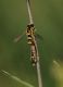 IMG_1862_Hoverfly_pair (2)_sm.JPG