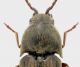 Elateridae sp. 2.jpg