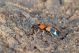 Callistus_lunatus_Carabidae_Labriola_0121.jpg