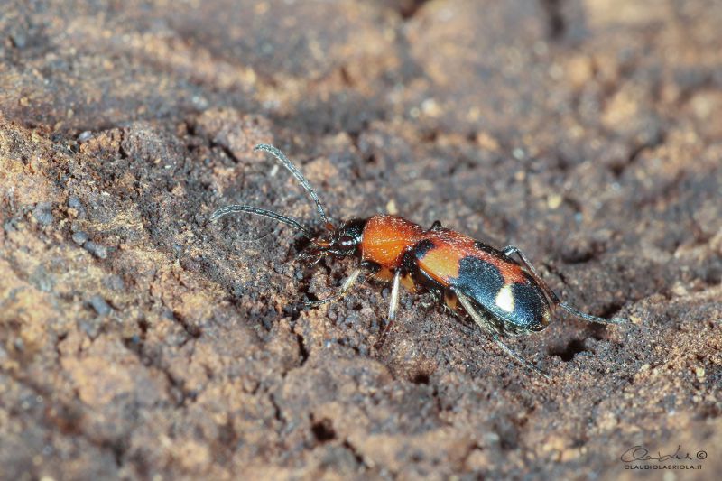 Callistus_lunatus_Carabidae_Labriola_0121.jpg