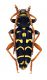 Comb2985-20zL6cr.jpg