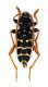 Comb2990-19zL6cr.jpg