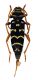 Comb2987-13zL6cr.jpg