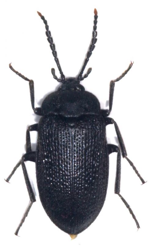 Silphidae.jpg