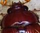 Carabus (Morphocarabus) scheidleri helleri Ganglbauer,  1893.JPG
