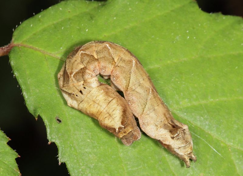 Thyatira batis larva1.JPG