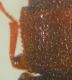 IMG_7150crop.jpg