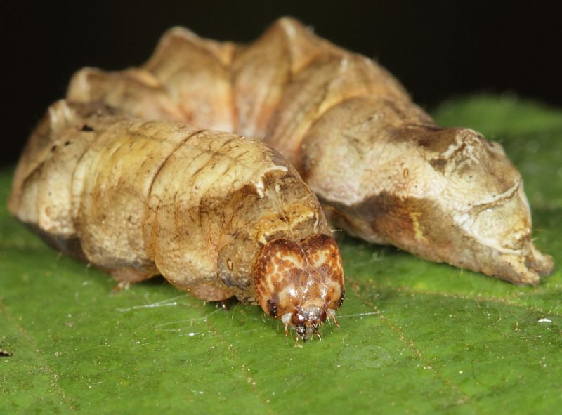 Thyatira batis larva2.JPG