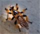 Pogonosoma (2) (1).jpg