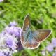 Polyommatus sp. ridotta.JPG
