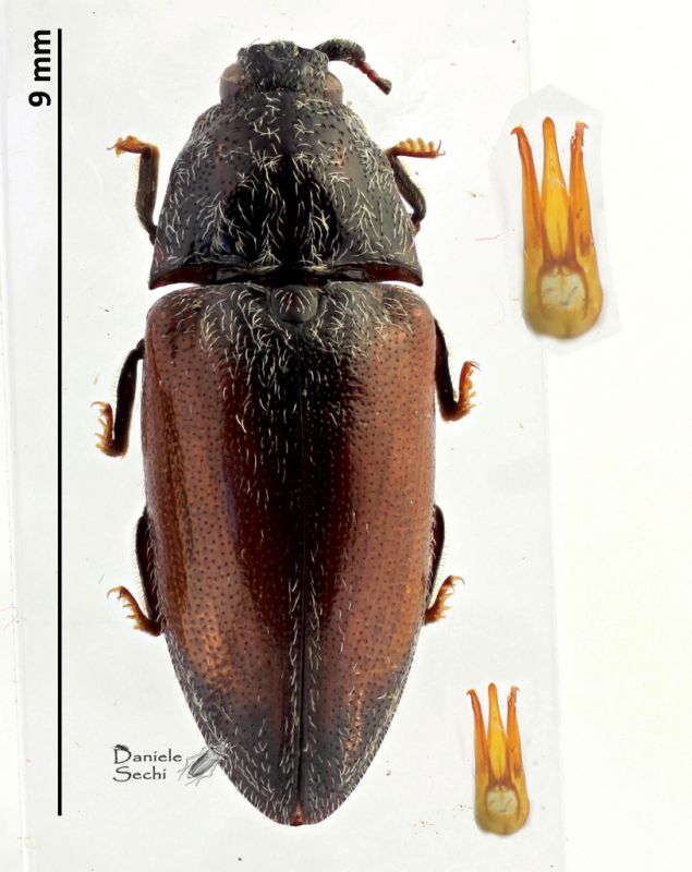 Elateridae 17.jpg