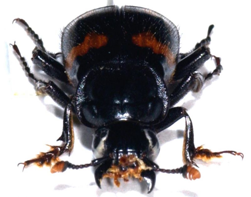 Nicrophorus orbicollis 2.jpg