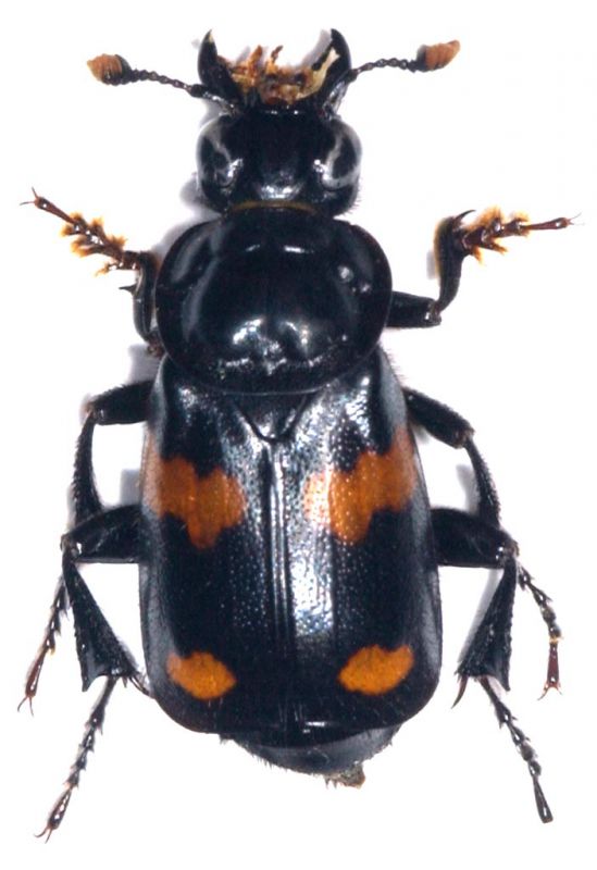 Nicrophorus orbicollis 1.jpg