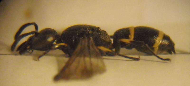 Stenodynerus xanthomelas 007 A.jpg