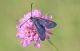 FOTO1Zygaena_mod_clido.jpg