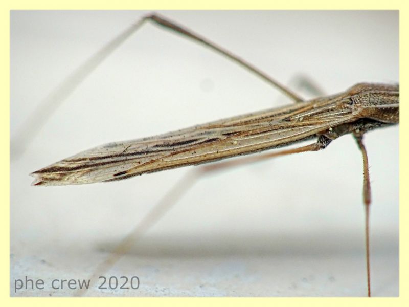 probabile Berytinus hirticornis - solo corpo 9 mm. - Anzio 15.5.2020 - (5).JPG