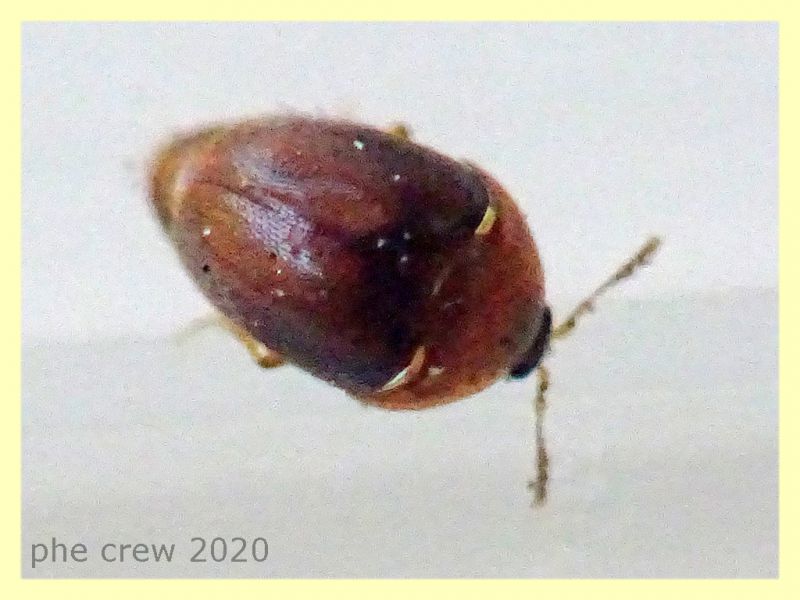 probabile Ptiliidae - 1 mm. - Anzio 5.7.2020 - (1).JPG