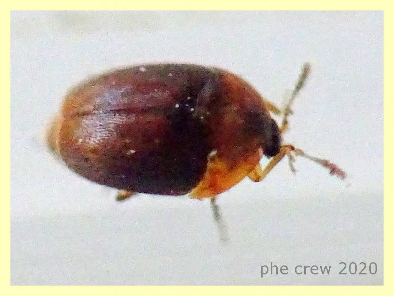 probabile Ptiliidae - 1 mm. - Anzio 5.7.2020 - (2).JPG