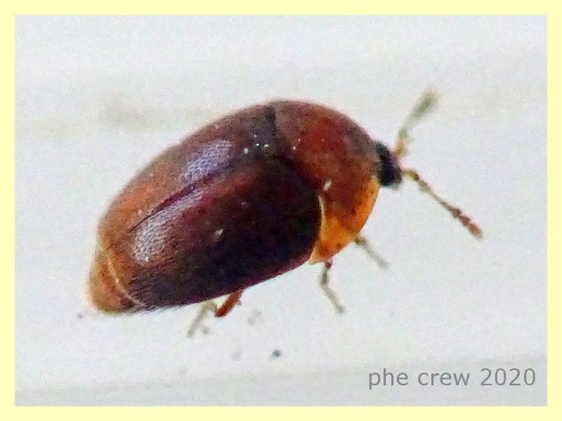 probabile Ptiliidae - 1 mm. - Anzio 5.7.2020 - (3).JPG