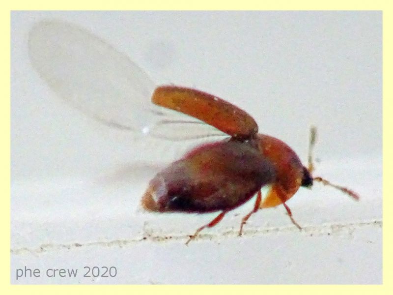 probabile Ptiliidae - 1 mm. - Anzio 5.7.2020 - (4).JPG