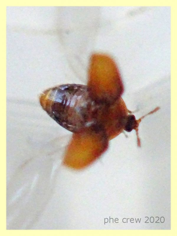 probabile Ptiliidae - 1 mm. - Anzio 5.7.2020 - (5).JPG