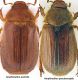 Amphimallon assimile M.jpg