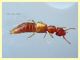 Stafilino rosso-oro 3 mm. - Anzio 5.7.2020 - (1).JPG