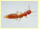 Stafilino rosso-oro 3 mm. - Anzio 5.7.2020 - (2).JPG