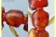 Stafilino rosso-oro 3 mm. - Anzio 5.7.2020 - (9).jpg