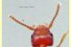 Stafilino rosso-oro 3 mm. - Anzio 5.7.2020 - (7).jpg