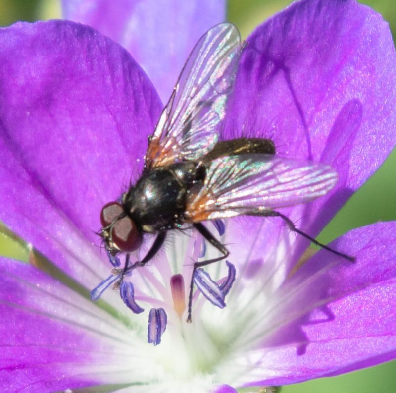 Hydrotaea capensis.jpg