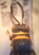Leucospis_capo.png
