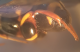 Leucospis_profilo.png