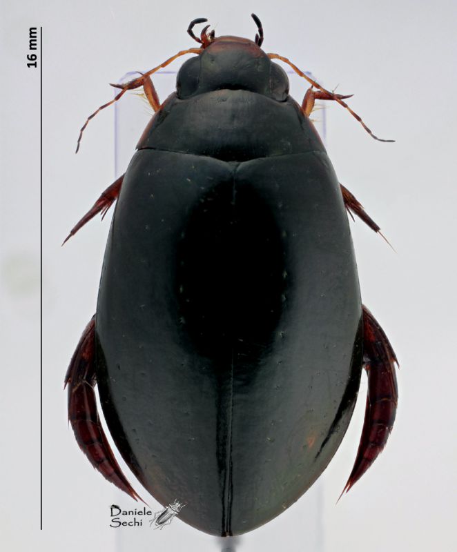 Dytiscidae1.jpg