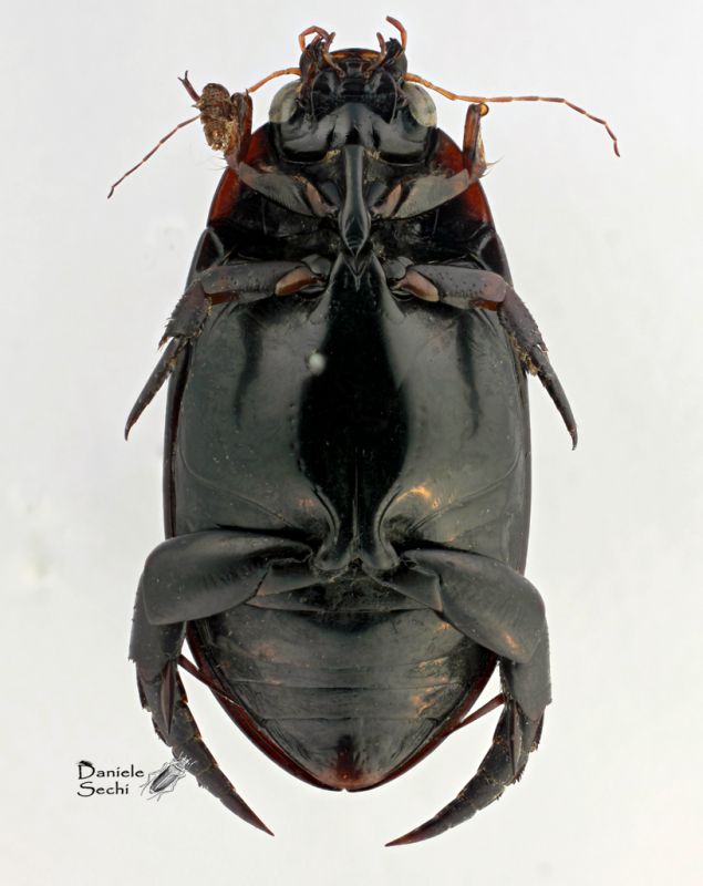 Dytiscidae2 ventre.jpg