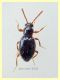 Scydmaeninae prob. Euconnus sp. 1,8 mm. - Anzio 5.7.2020 - (1).JPG