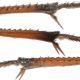 Dettagli-Pompilidae-tibia-III-2.jpg