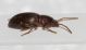 Tenebrionidae 4mm2.JPG