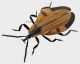 Lycidae 1 3_4_f rid.jpg