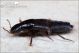 Quedius_sp_Staphylinidae_3320.jpg