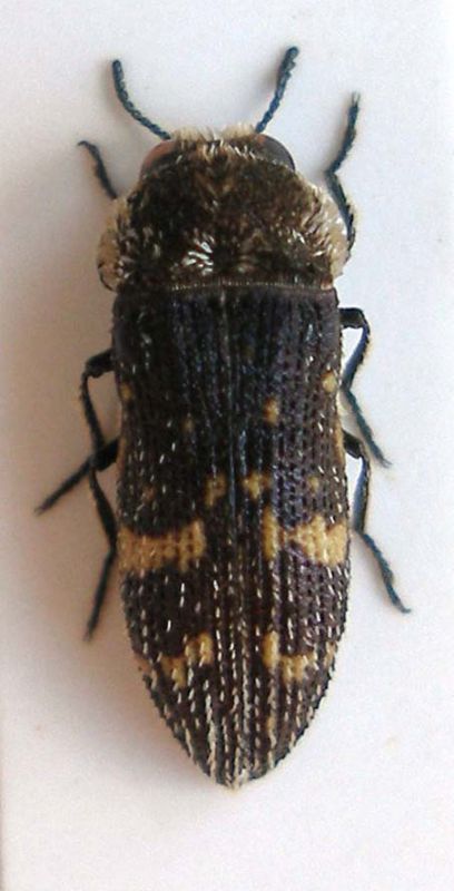 Acmaeodera adspersula 015.jpg