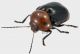 Cryptocephalus 3_4 rid.jpg