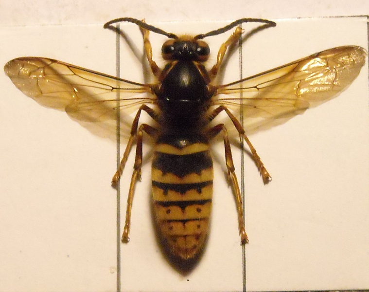 Dolichovespula 003 A.jpg