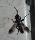 20200706_190324 ridotta.JPG