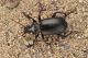 Calosoma auropunctatumDSC_1741rid.jpg