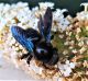 Xylocopa 3.jpg