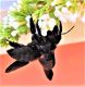 Xylocopa 8.jpg